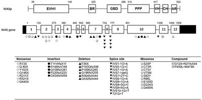 When WAS Gene Diagnosis Is Needed: Seeking Clues Through Comparison Between Patients With Wiskott-Aldrich Syndrome and Idiopathic Thrombocytopenic Purpura